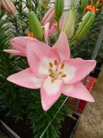 [5513 PO13 AZI 1-7-4 No02.JPG]